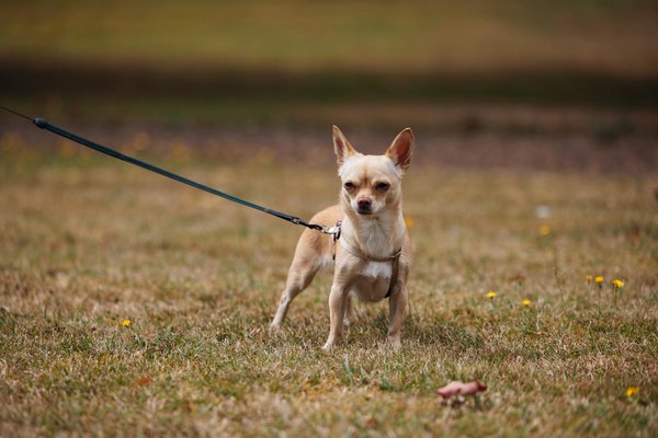 Welche Methoden gibt es um GemÃ¼se schmackhaft zuzubereiten?